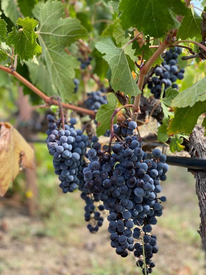 Trie Vineyard Cottage 그레베나 외부 사진